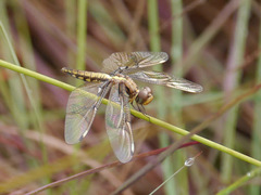 Palpopleura