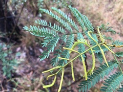 Acacia glaucocarpa