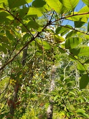 Toxicodendron vernix