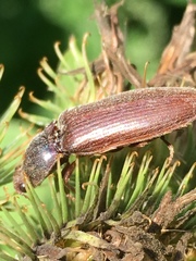 Melanotus