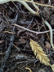 Lumbricus terrestris