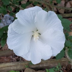 Hibiscus syriacus