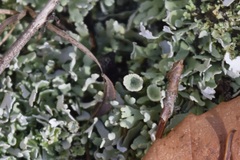 Cladonia chlorophaea