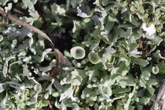 Cladonia chlorophaea