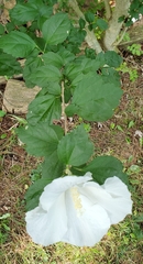 Hibiscus syriacus