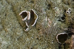 Xanthoparmelia conspersa