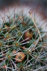 Mammillaria fittkaui limonensis
