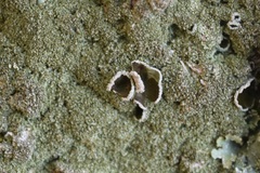 Xanthoparmelia conspersa