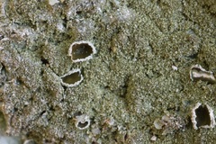 Xanthoparmelia conspersa