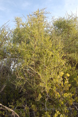Cyclolepis genistoides