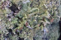 Cladonia ochrochlora
