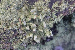 Cladonia ochrochlora