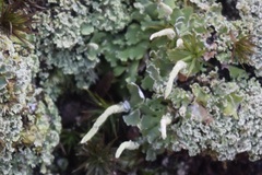 Cladonia ochrochlora
