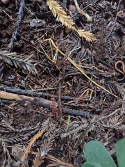 Lumbricus terrestris