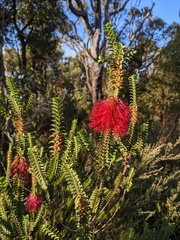 Melaleuca transversa