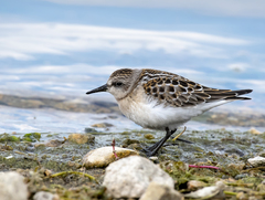 Calidris ruficollis
