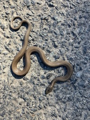 Thamnophis ordinoides
