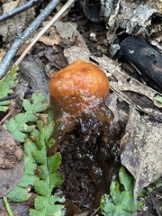 Calostoma cinnabarinum