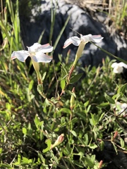 Mandevilla brachysiphon