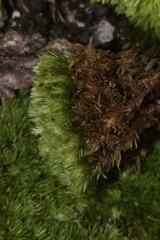 Leucobryum glaucum