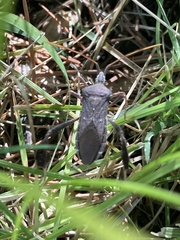 Leptoglossus oppositus