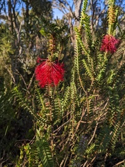 Melaleuca transversa