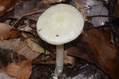 Amanita lavendula
