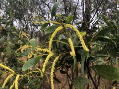 Acacia leiocalyx