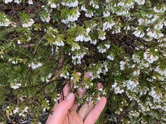 Styphelia setigera