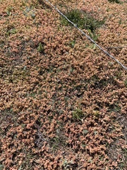 Portulaca halimoides