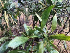 Acacia leiocalyx