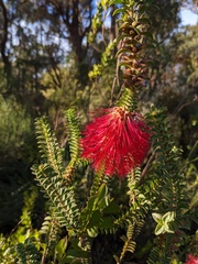 Melaleuca transversa