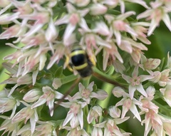 Ancistrocerus adiabatus