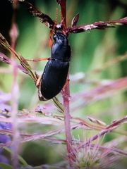 Pseudoophonus