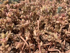 Portulaca halimoides