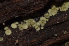 Chlorosplenium chlora