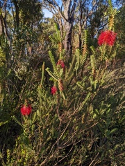 Melaleuca transversa
