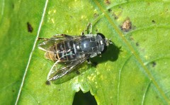 Asemosyrphus mexicanus