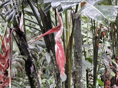 Heliconia vellerigera