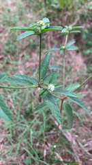 Croton glandulosus septentrionalis