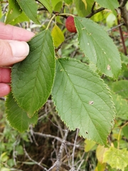 Prunus americana