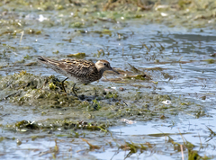 Calidris acuminata