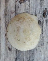 Anodontia alba