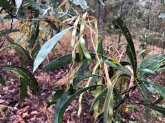 Acacia falcata