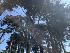 Cupressus macrocarpa