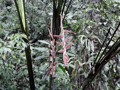 Heliconia vellerigera