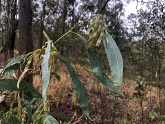 Acacia falcata