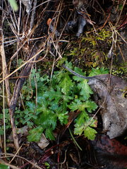 Sanicula crassicaulis