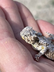 Phrynosoma platyrhinos