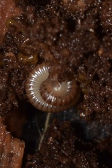 Cylindroiulus caeruleocinctus